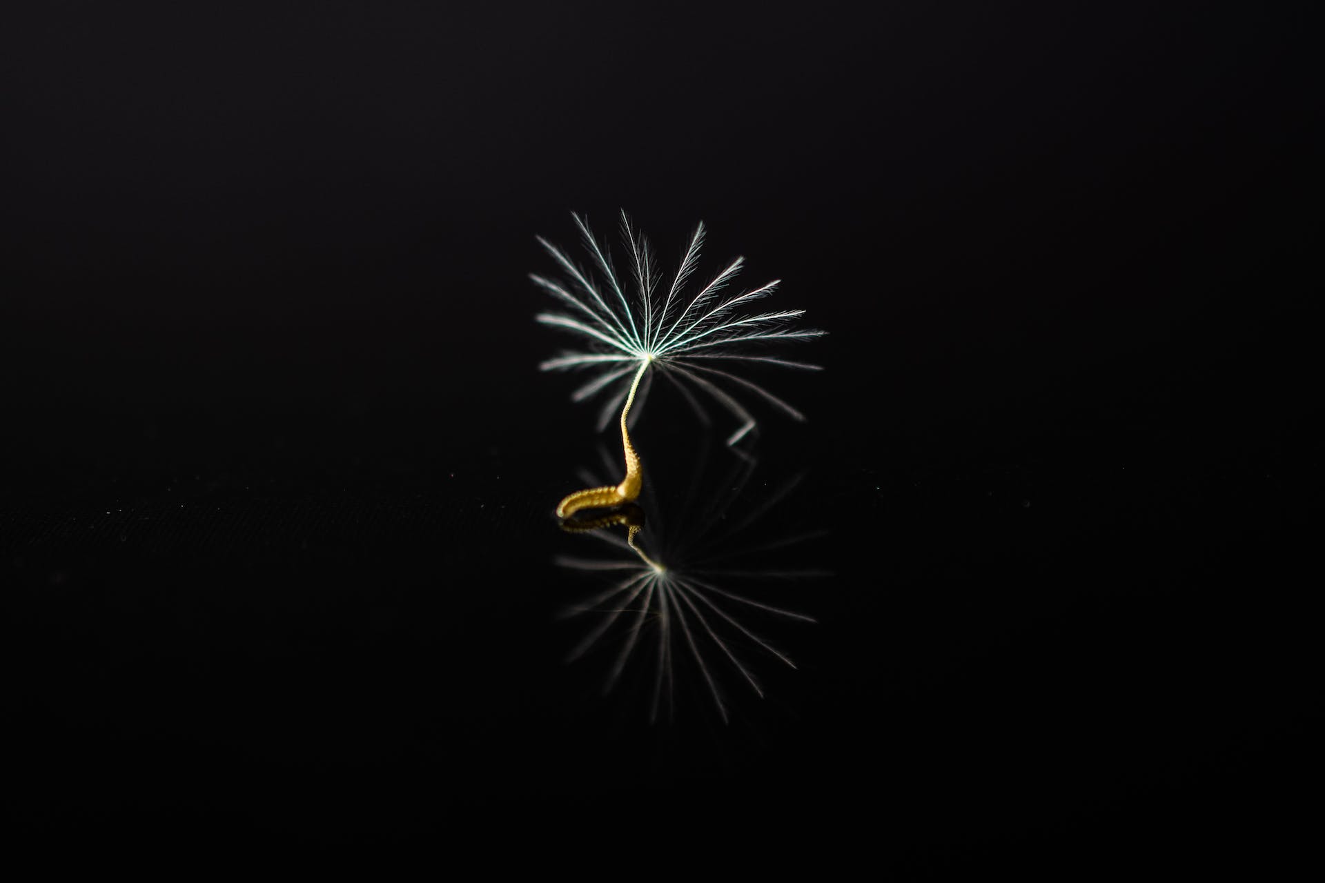 Single dandelion seed floating gracefully, embodying the essence of entrepreneurial motivation and potential against a stark black background.